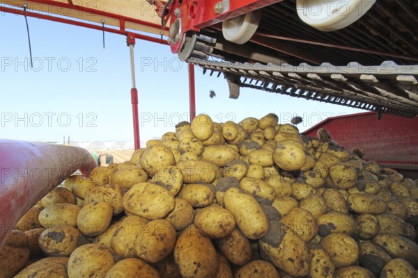 Farmer Hartmut Magin from Mutterstadt harvesting early potatoes in the Palatinate (Mutterstadt,
