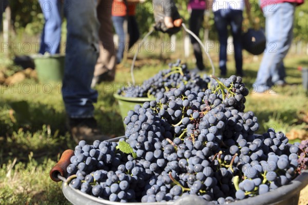 Grape grape harvest: Hand-picking Pinot Noir grapes in the Palatinate
