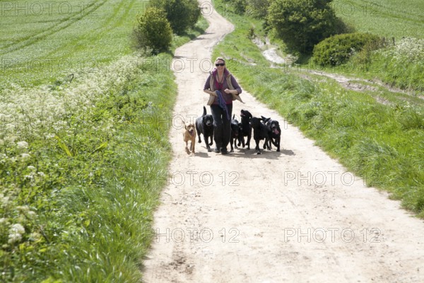 Woman running exercising her dogs on chalk downland on Roundway Down, Devizes, Wiltshire, England,