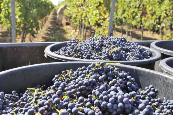 Grape grape harvest: Hand-picking Pinot Noir grapes in a vineyard in the Palatinate