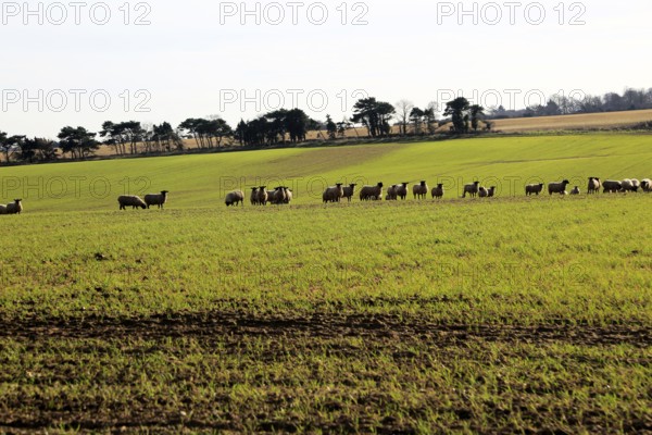 Flock of sheep grazing in field, Alderton, Suffolk Sandlings, England, UK