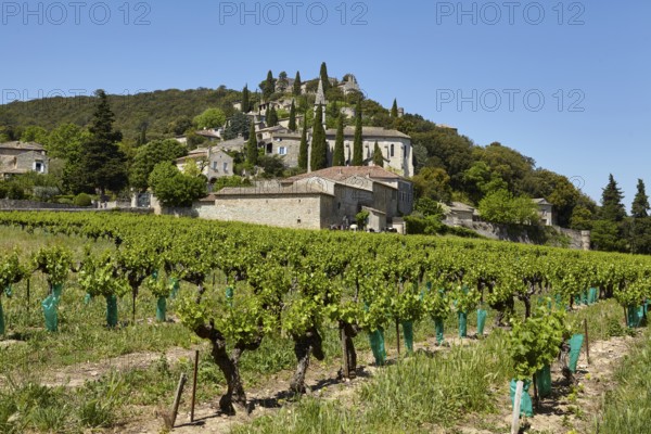 Field with grape vines (Vitis vinifera) and the commune of La Roque-sur-Cèze built on a hill, Gard