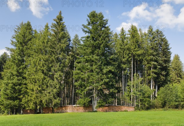 Wood Scheiterbeige at the edge of pine forest, Switzerland, Europe