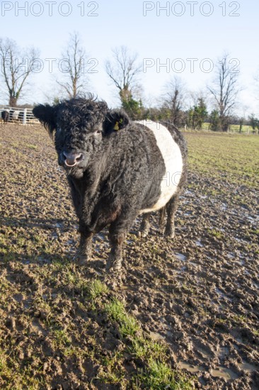 Rare breed Belted Galloway beef cattle herd at Lux farm, Kesgrave, Suffolk, England, United