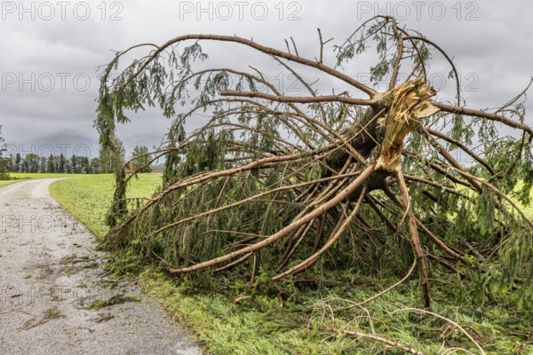 Fallen tree after a thunderstorm and storm, thunderstorm on 26.8.23 near Benediktbeuern, Bavaria,