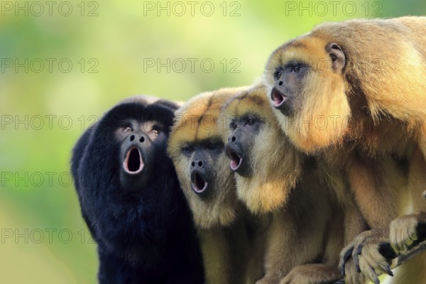 Black howler (Alouatta caraya), one male and three females calling, portrait, male, female, South