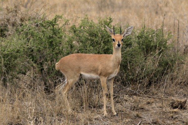 Steenbok (Raphicerus campestris), adult, male, foraging, vigilant, dwarf antelope, Kruger National