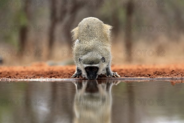 Vervet Monkey (Chlorocebus pygerythrus), adult, drinking, at the water, Kruger National Park,