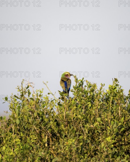 Lilac-breasted roller (Coracias caudatus) sitting in a tree against a blue sky, Kruger National