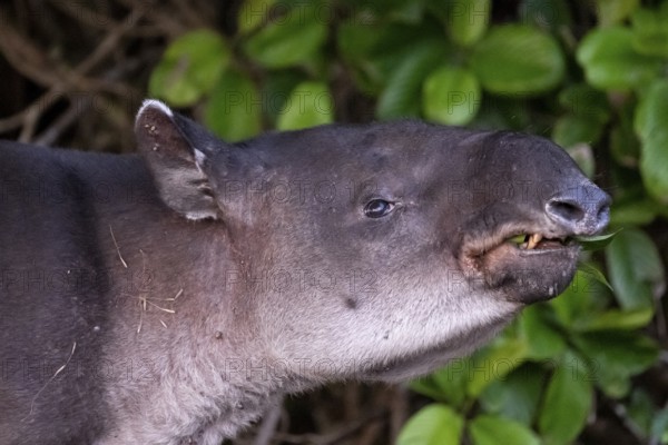 Baird's tapir (Tapirus bairdii), juvenile, animal portrait, in the rainforest, Corcovado National
