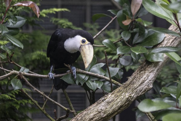 Toco toucan (Ramphastos toco), Vogelpark Walsrode, Lower Saxony, Germany, Europe