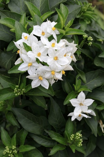 Solanum laxum (Solanum laxum), flowering, flower, Ellerstadt, Germany, Europe