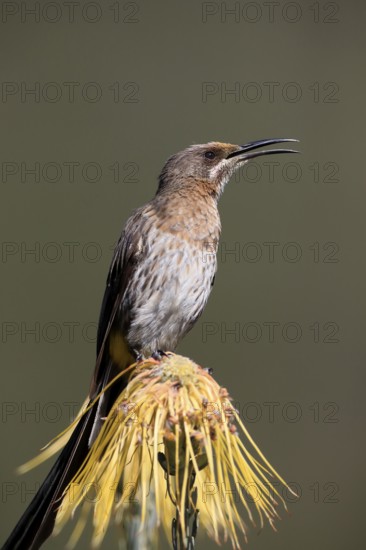 Cape Honeybird (Promerops cafer), adult, male, singing, on flower, Protea, Kirstenbosch Botanical