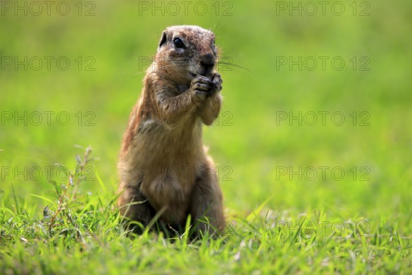 Cape ground squirrel (Xerus inauris), adult, alert, standing upright, feeding, Mountain Zebra