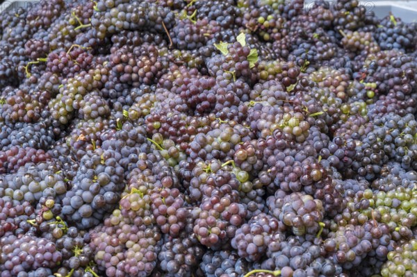 Grape grape harvest, manual harvest, Pinot Gris wine variety, Southern Palatinate, Palatinate,