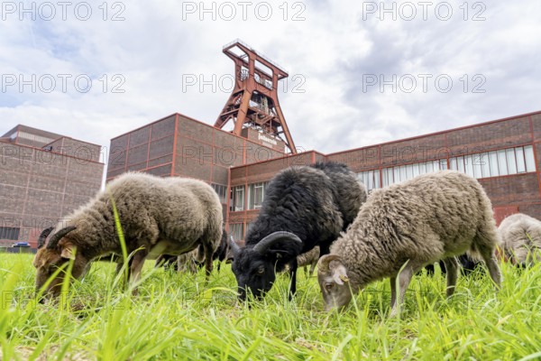 Sheep at the Zollverein Coal Mine Industrial Complex for the first time, 12 Heidschnucken and