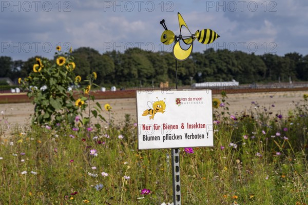 Flowering strips on an open-air area of a horticultural farm, autumn plants, heather plants, the