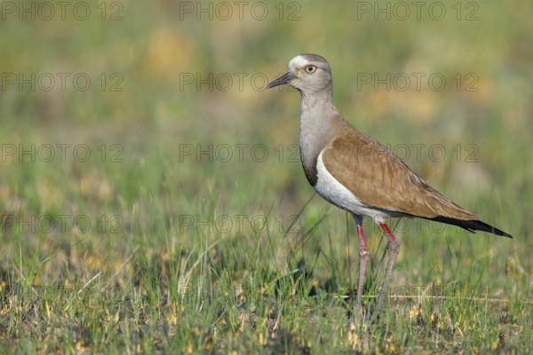 Black-winged Lapwing, (Vanellus melanopterus), Midmar Nature Reserve, Howick, KwaZulu-Natal, South