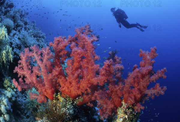 Several branches of stems of red soft coral (Dendronephthya) growing in coral reef on coral block