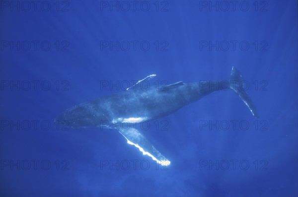 Humpback whale (Megaptera novaeangliae) sleeps in 10 metres of water in the ocean, Pacific, South