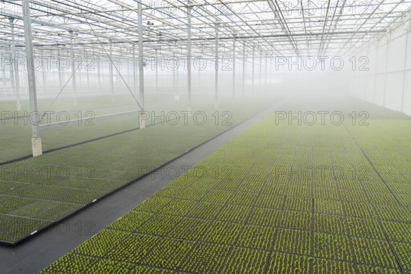 Garden nursery, cuttings, heather, broom heather plants, Calluna vulgaris, in the propagation