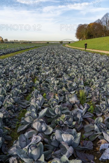 Red cabbage field, growing area in the south of Düsseldorf, Volmerswerth district, on the Rhine,