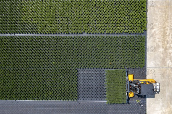 Horticultural business, broom heather plants, in flower pots, outdoors, Calluna vulgaris, are cut