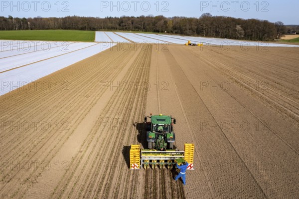 Vegetable cultivation, celery plants are planted in the field with a planting machine,