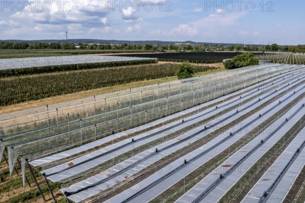 Fruit growing, berry crops, protective nets against birds, hail, heavy rain, Germany, Europe