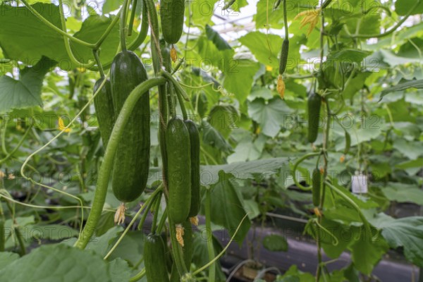 Cultivation of mini cucumbers, snack cucumbers, in a greenhouse, near Straelen, North