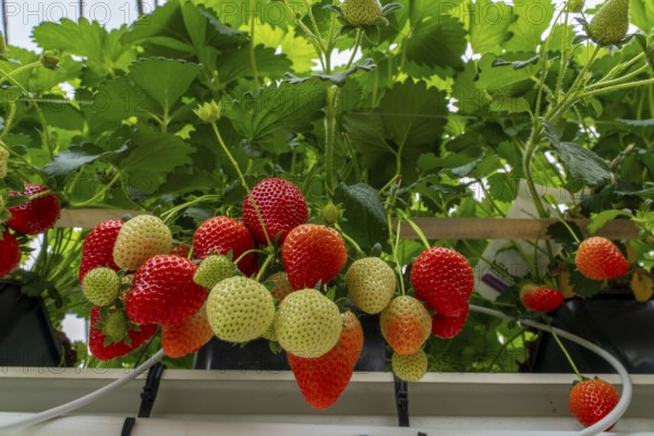 Strawberry cultivation in a greenhouse, strawberry plants with berries at different stages of