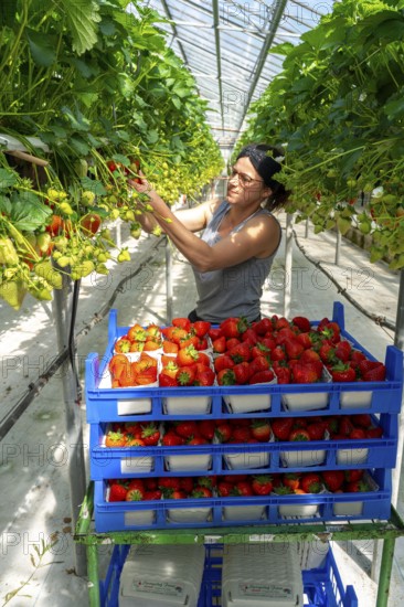 Harvesting strawberries, harvest helper, strawberry cultivation in the greenhouse, young strawberry