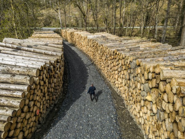 Felled, stacked spruce trunks, forest dieback in the Arnsberg Forest nature park Park, over 70 per