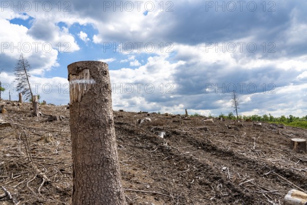 Forest dieback in Sauerland, north of Lüdenscheid, cleared area, diseased trees, over 70 per cent