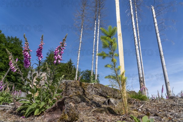 Reforestation in the Arnsberg Forest near Hirschberg, Soest district, young conifers, green Douglas