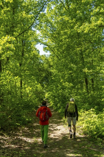 Hiking on the Bergischer Weg, a hiking trail, here in Essen, North Rhine-Westphalia, Germany,