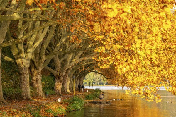 Platanen Allee, lakeside path on Lake Baldeney, near Haus Scheppen, in Essen, autumn, North