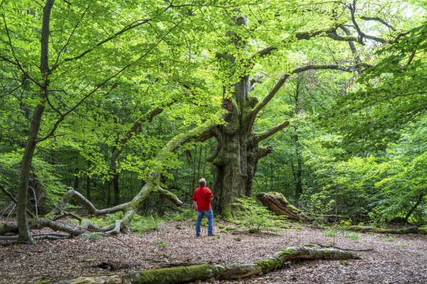 The Sababurg primeval forest, or primeval forest in the Reinhardswald, is a 95-hectare biotope