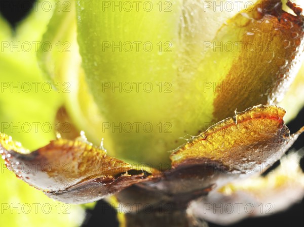 Chestnut, common horse-chestnut (Aesculus hippocastanum), detail of bud, resin droplets and fine