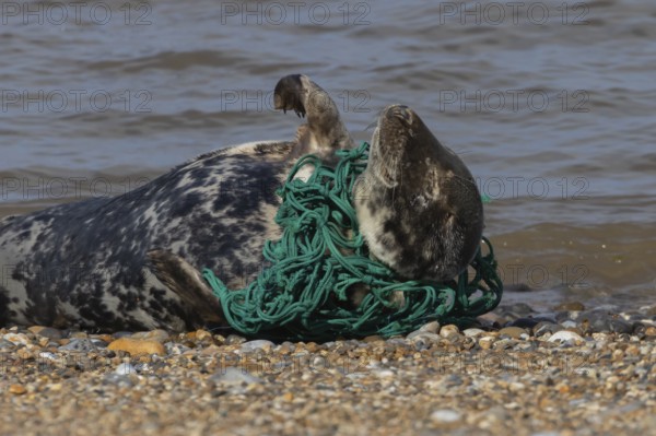 Grey seal (Halichoerus grypus) adult animal sleeping on a beach with netting wrapped around its
