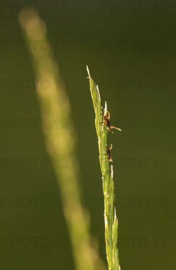 Two ticks, castor bean tick (Ixodes ricinus), lurking on a blade of grass in a meadow, female (top)