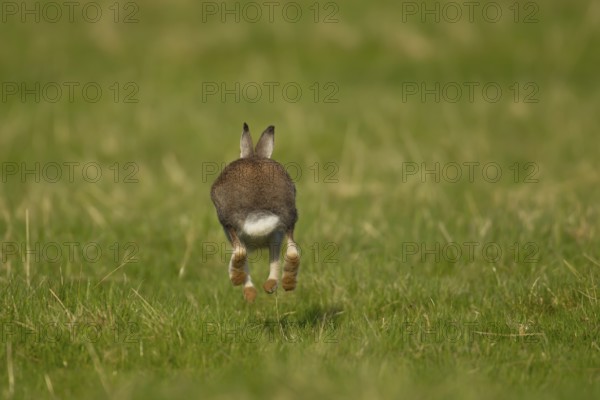 Mountain hare (Lepus timidus) adult animal running across grassland, Scotland, United Kingdom,