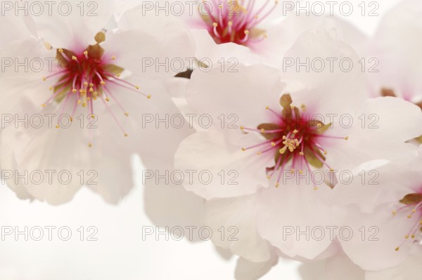 Almond tree (Prunus dulcis, Prunus amygdalus), blossoms, Hessische Bergstrasse, Hesse, Germany,