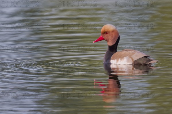 Red-crested Pochard (Netta rufina), Baden-Württemberg, Germany, Europe