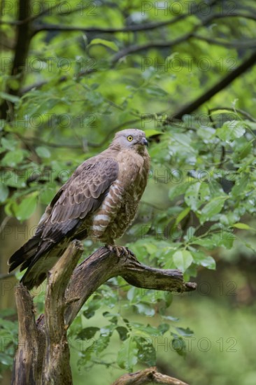 European honey buzzard (Pernis apivorus), Bavaria, Germany, Europe