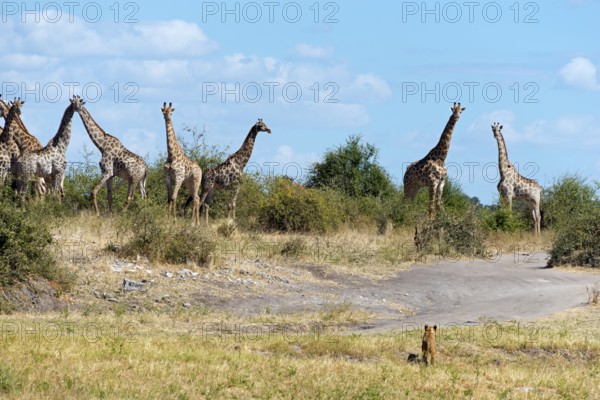 Group of giraffes (Giraffa camelopardalis) in the savannah under a clear blue sky, lion (Panthera