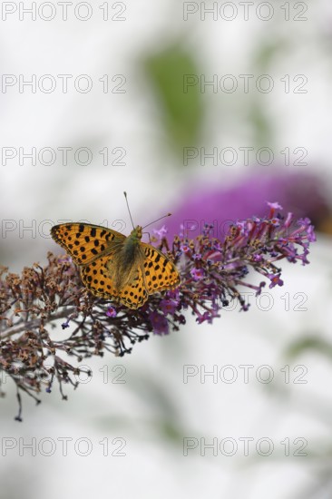 Silver-washed fritillary (Argynnis paphia) on flower panicle of butterfly-bush (Buddleja davidii),