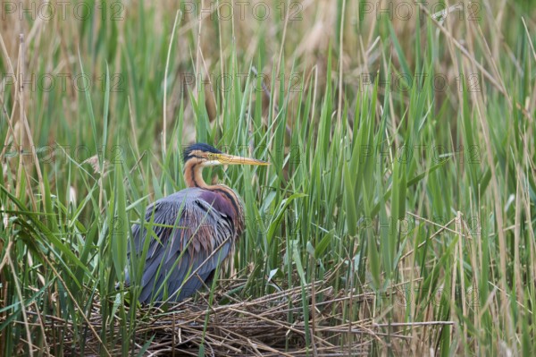 Purple heron (Ardea purpurea) at the nest, Baden-Württemberg, Germany, Europe