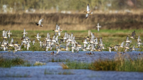 Eurasian Wigeon, (Mareca penelope) birds in flight over marshes