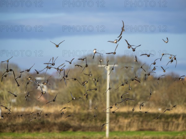 Peregrine Falcon (Falco peregrinus) during an attack on Eurasian Wigeon (Mareca penelope) ducks